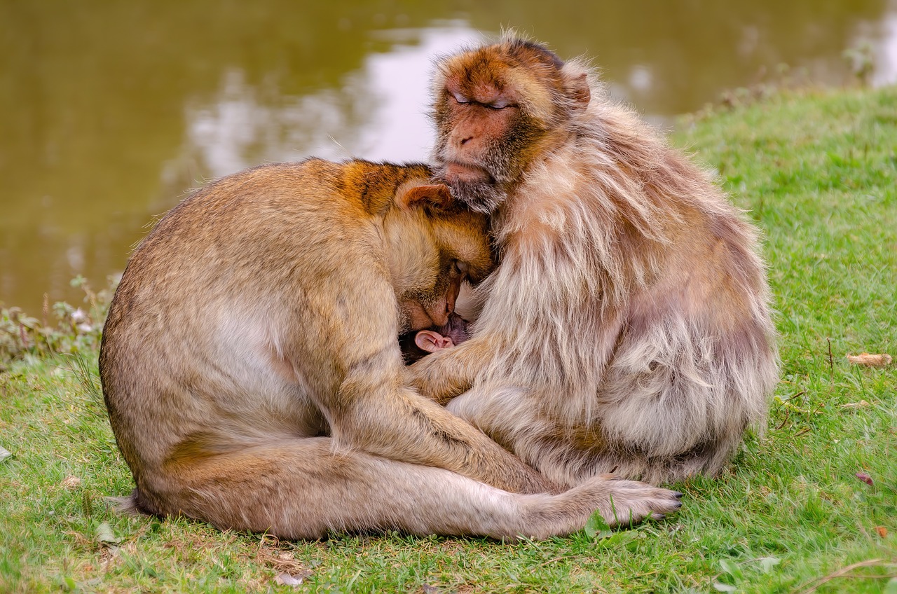 The Monkey Buffet Festival in Thailand (image credits: pixabay)