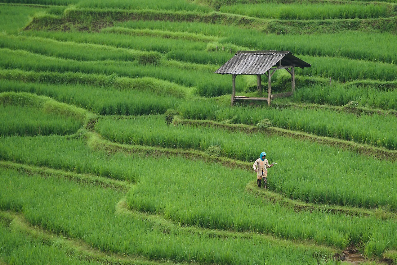 The Agricultural Revolution That Changed Everything (image credits: pixabay)