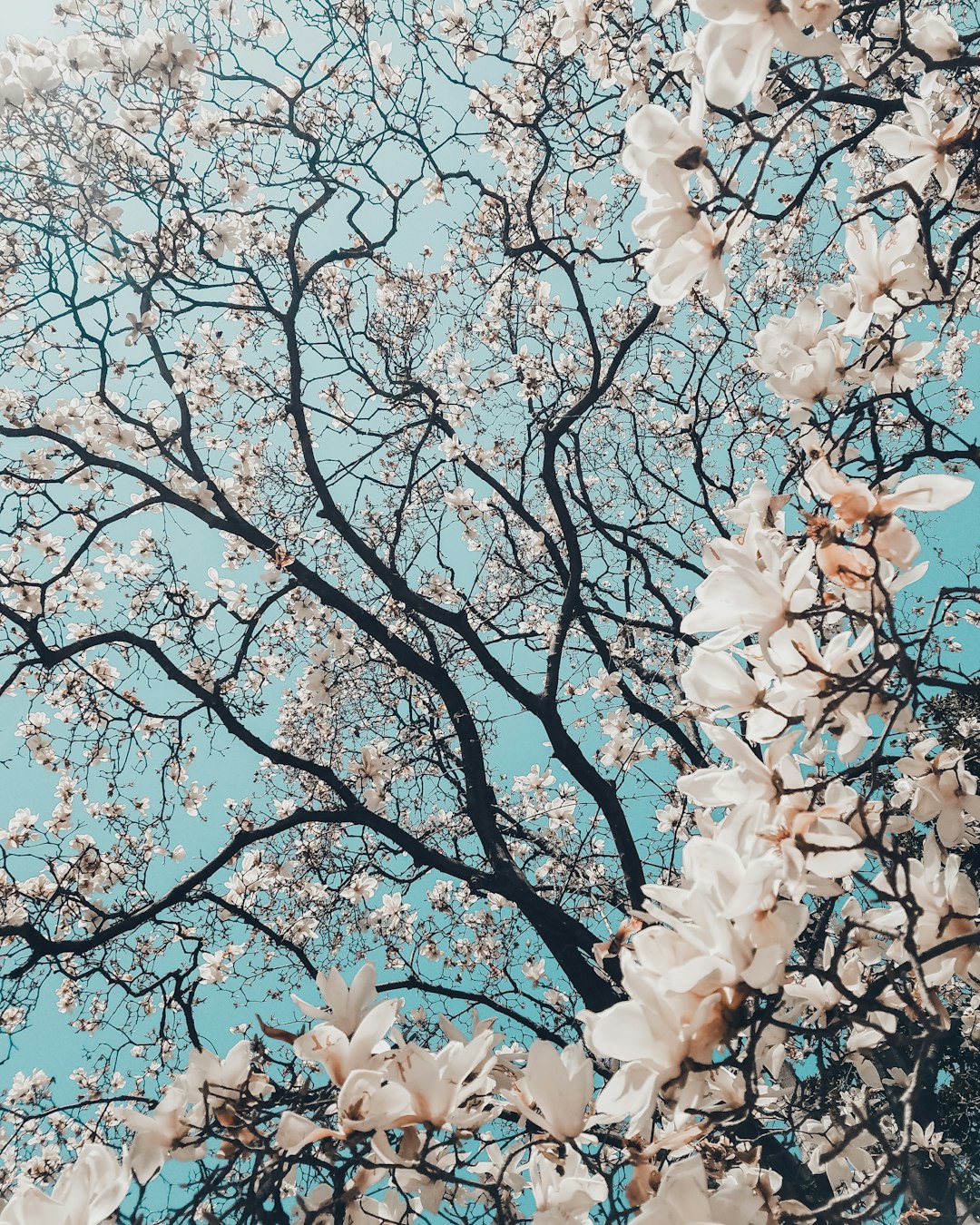 The Prague Spring (1968): Dreams of Freedom Crushed (image credits: unsplash)