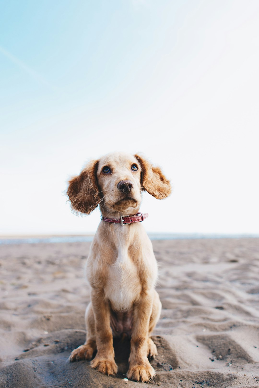 The Dog That Nearly Destroyed Two Nations (image credits: unsplash)