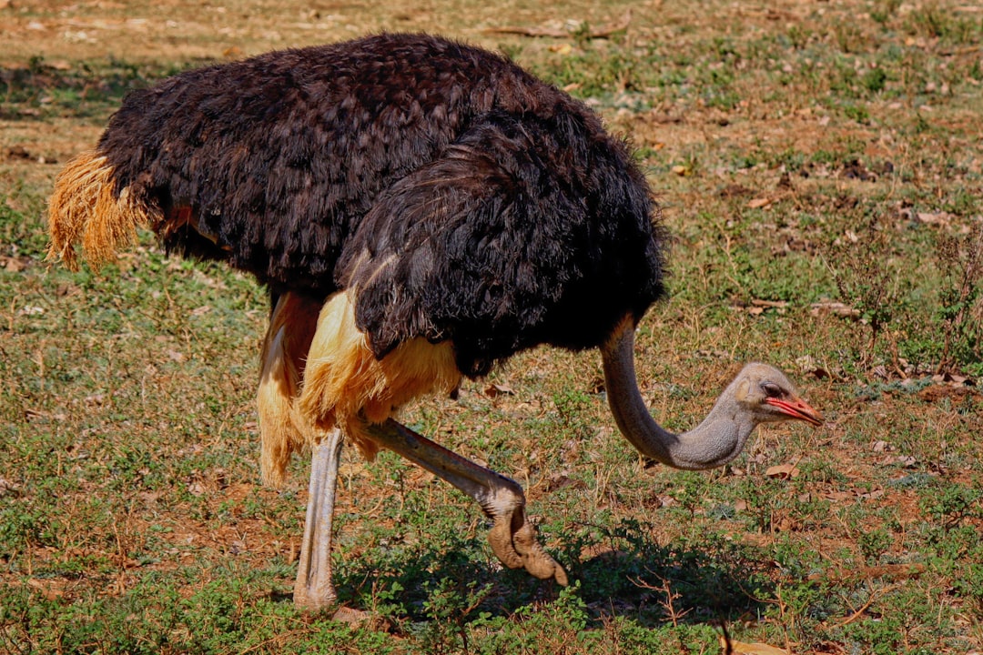 When Australia Declared War on Emus and Lost Spectacularly (image credits: unsplash)