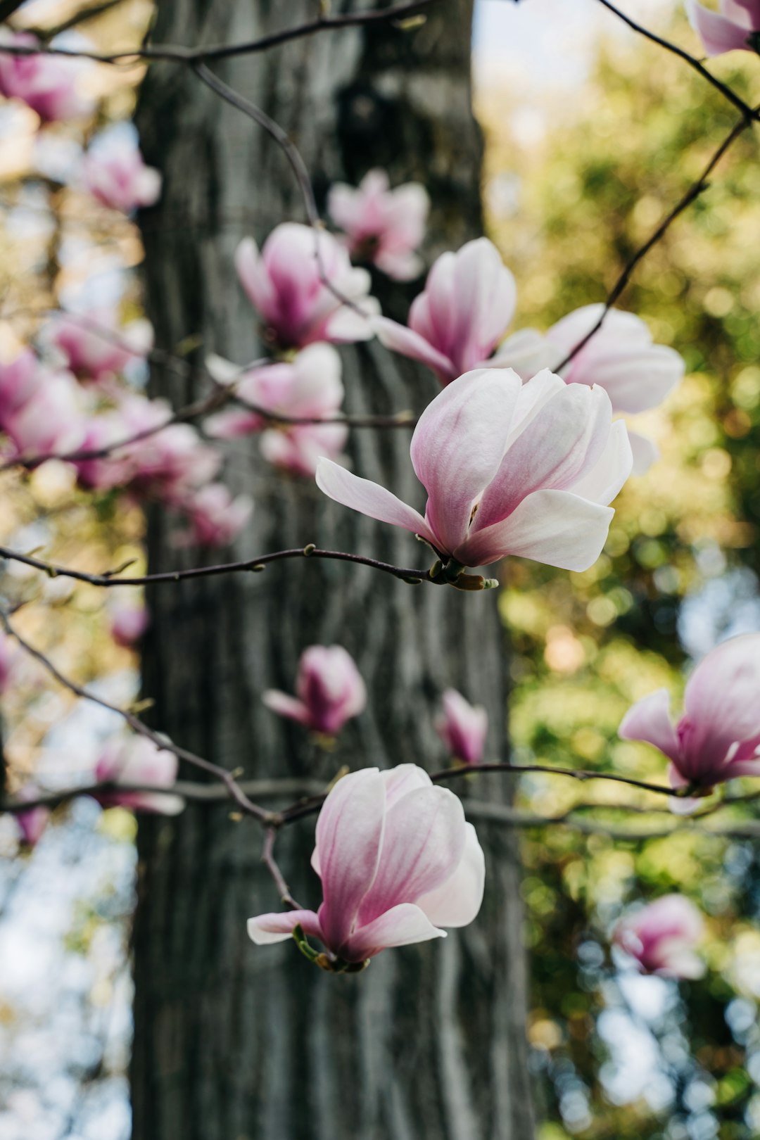 Magnolia Bark (Magnolia officinalis) (image credits: unsplash)