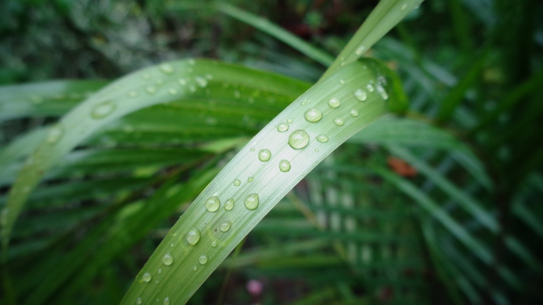 Areca Palm: The Lush Air Refresher (image credits: unsplash)