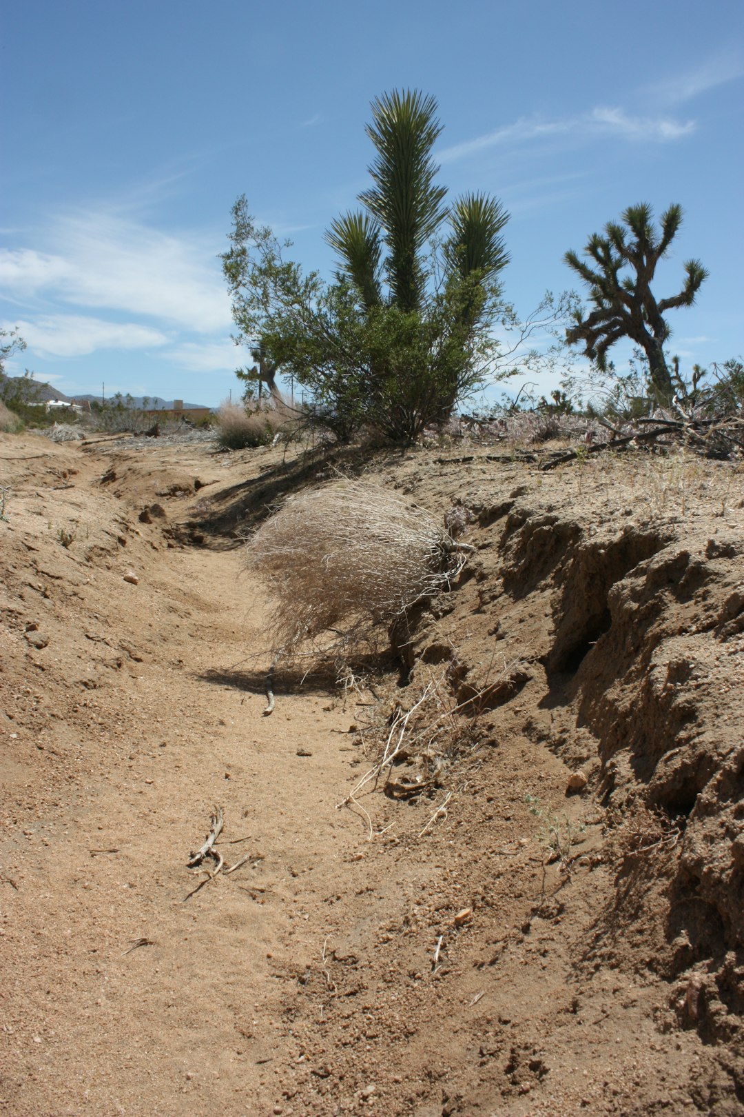 When Nature Becomes Your Enemy (image credits: unsplash)