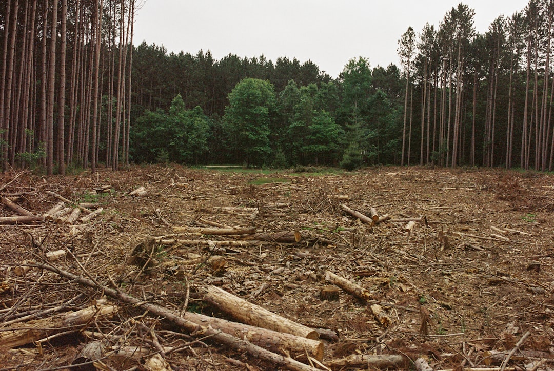 Sustainability Concerns (image credits: unsplash)