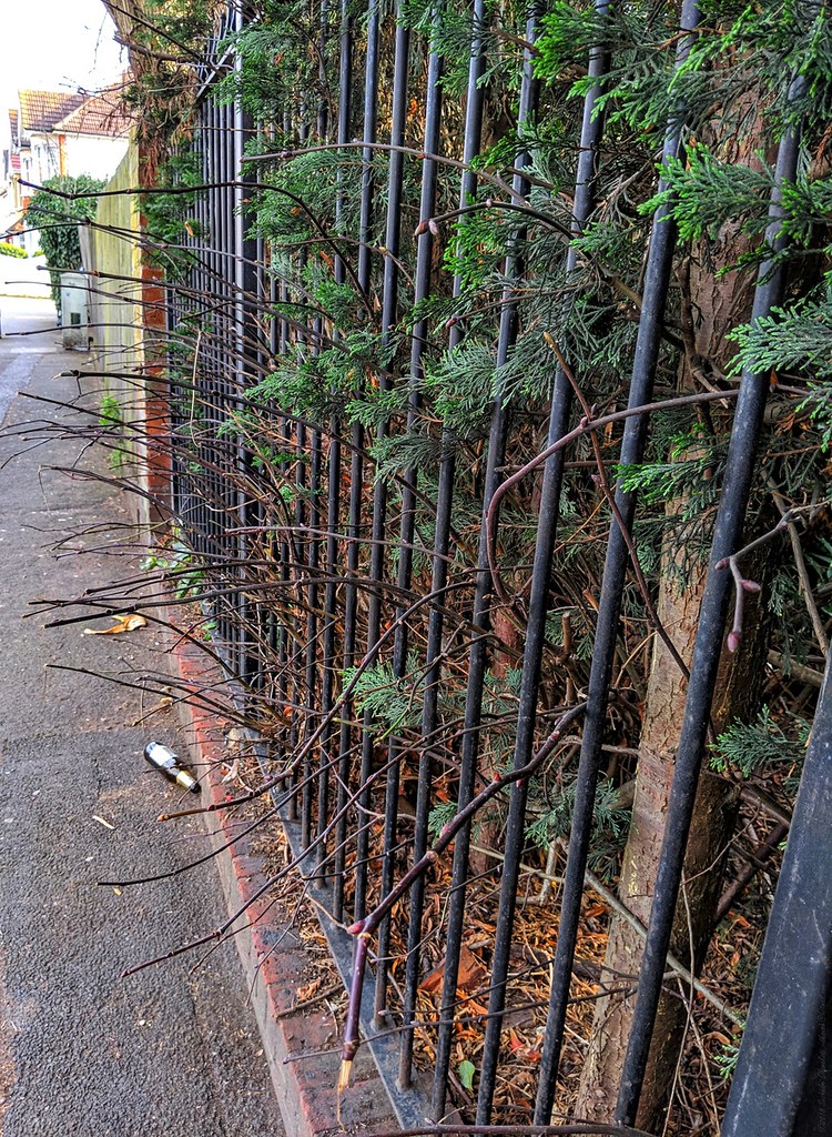 When Branches Cross Property Lines (image credits: flickr)