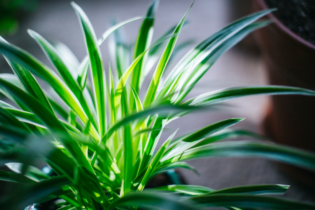 Spider Plant: The Child-Safe Air Hero (image credits: unsplash)