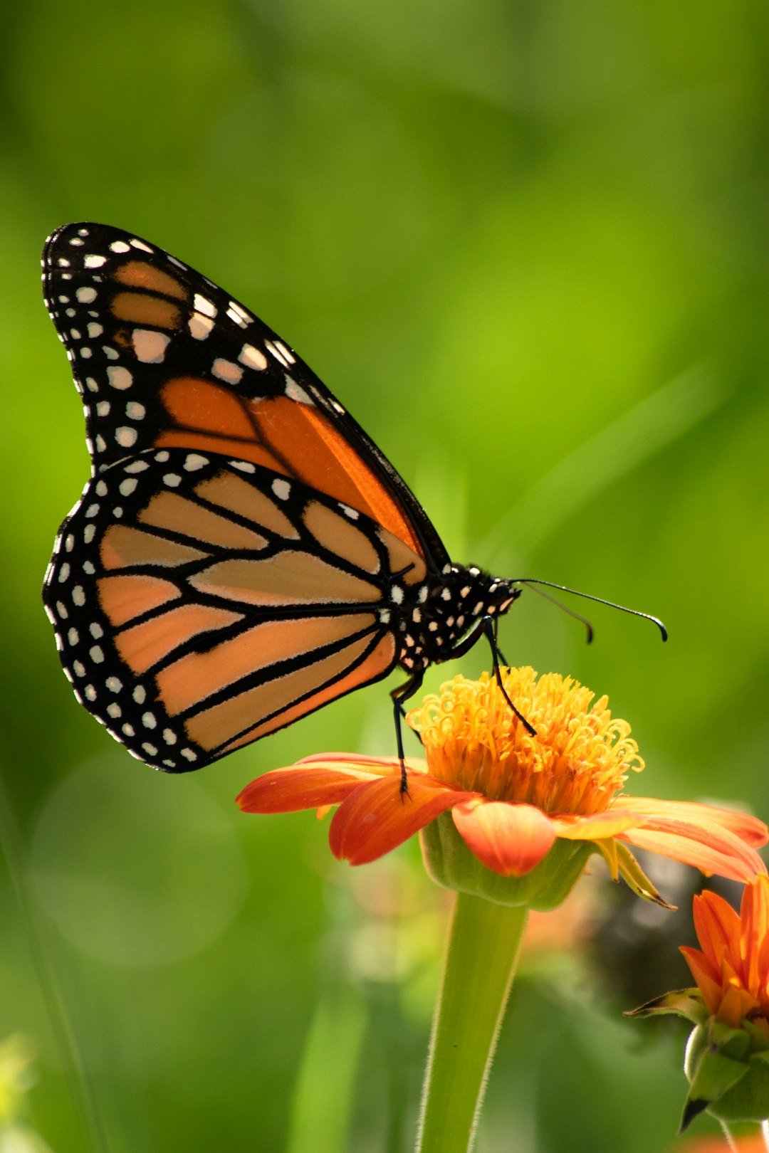 The Enigmatic Migration of Monarch Butterflies (image credits: unsplash)