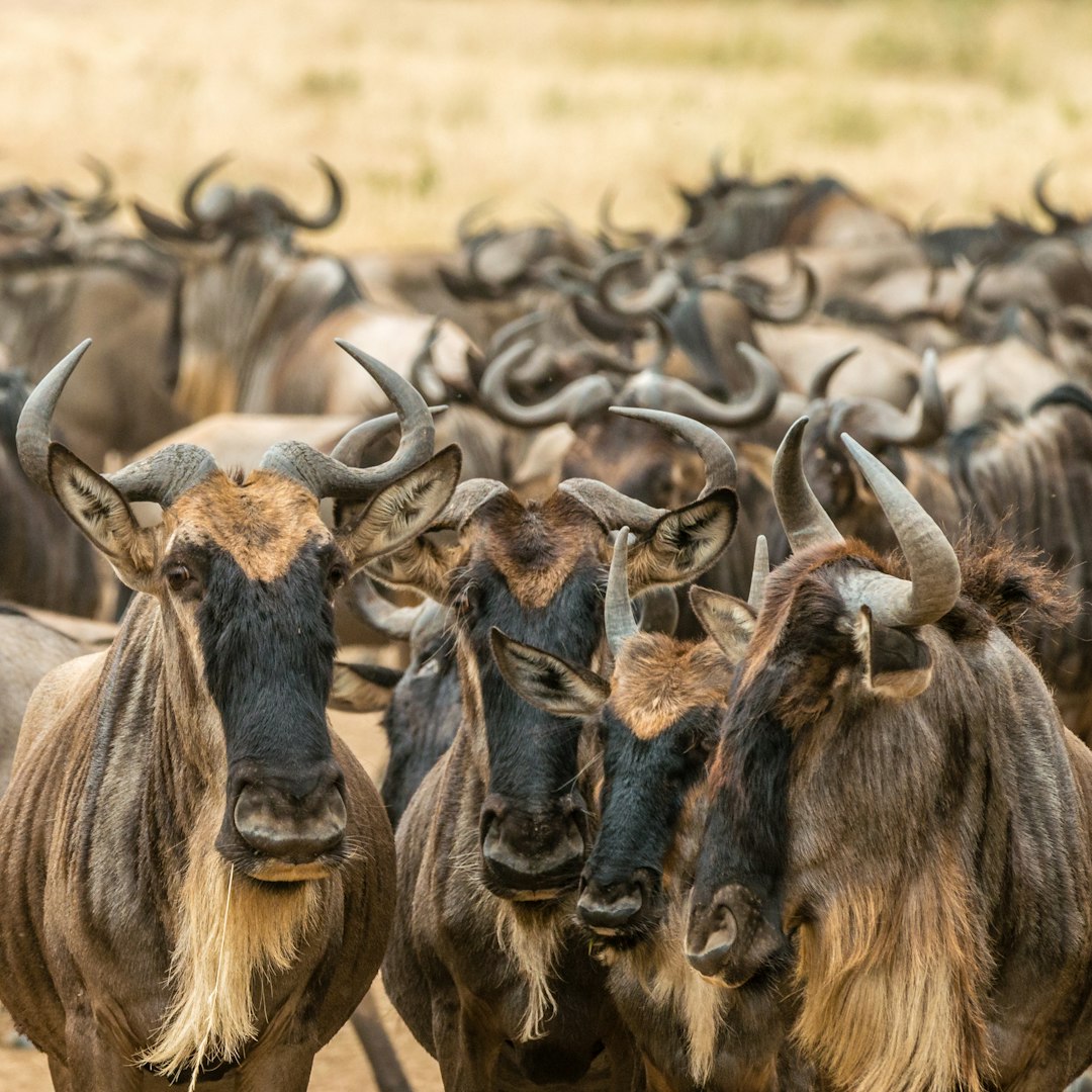 The Spectacular Migration of the Wildebeest (image credits: unsplash)