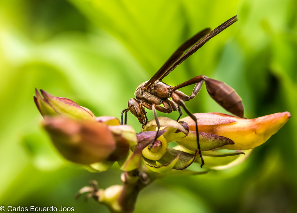 The Future is Uncertain (image credits: flickr)