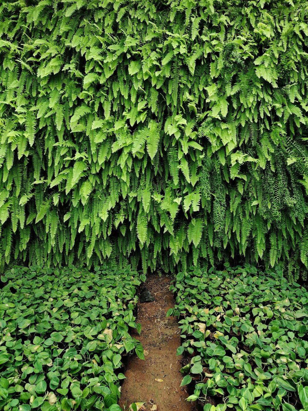 Living Plant Wall