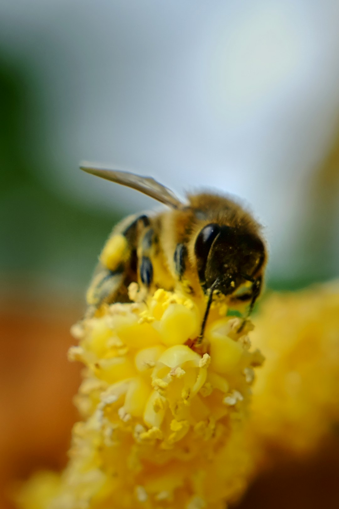 The Bee's Economic Report Card (image credits: unsplash)