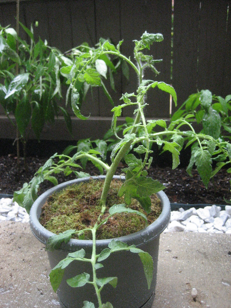 The Sucker Problem Nobody Talks About (image credits: flickr)