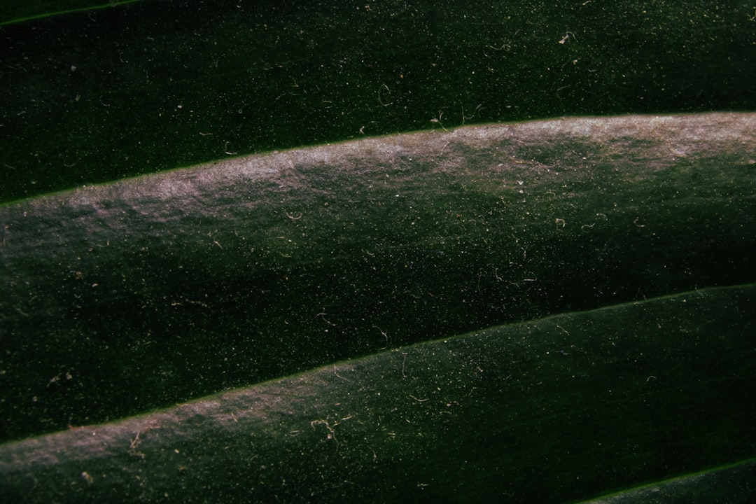 Increasing Desire for Outdoor Living Spaces (image credits: unsplash)