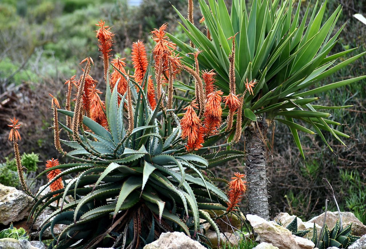 Climate-Resilient Gardens Are the New Smart Investment (image credits: pixabay)