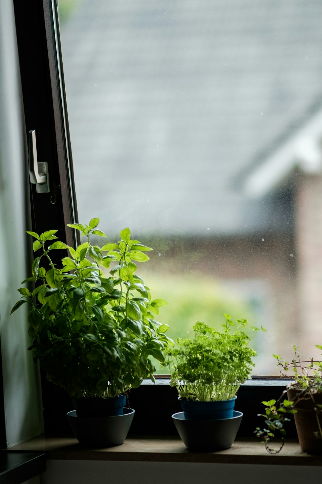 Windowsill Wonders: Kitchen Counter Cultivation (image credits: unsplash)
