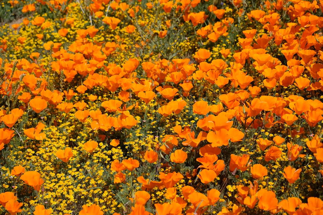 California Poppy (Eschscholzia californica) (image credits: unsplash)