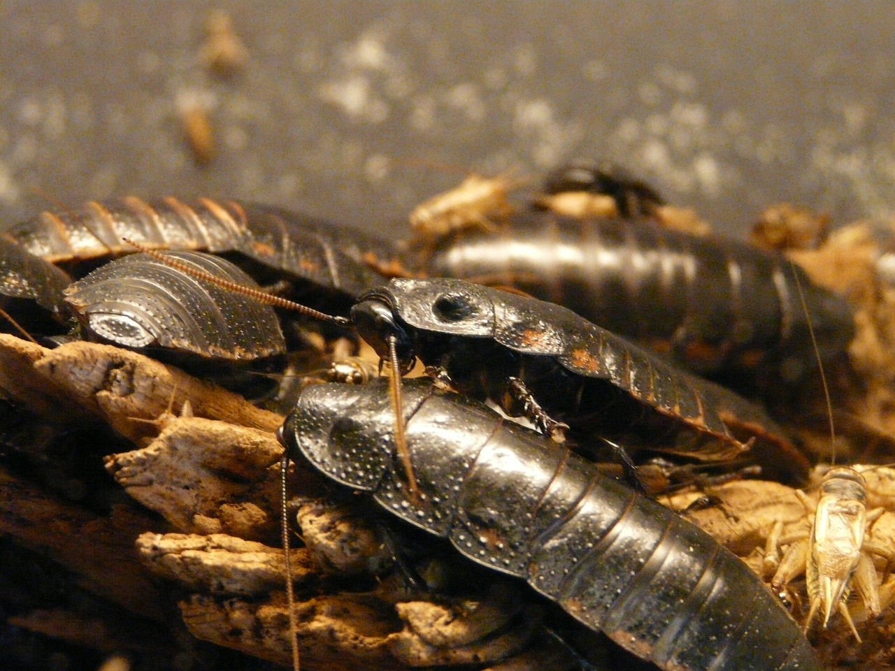 The Cockroach's Surprising Social Network (image credits: pixabay)