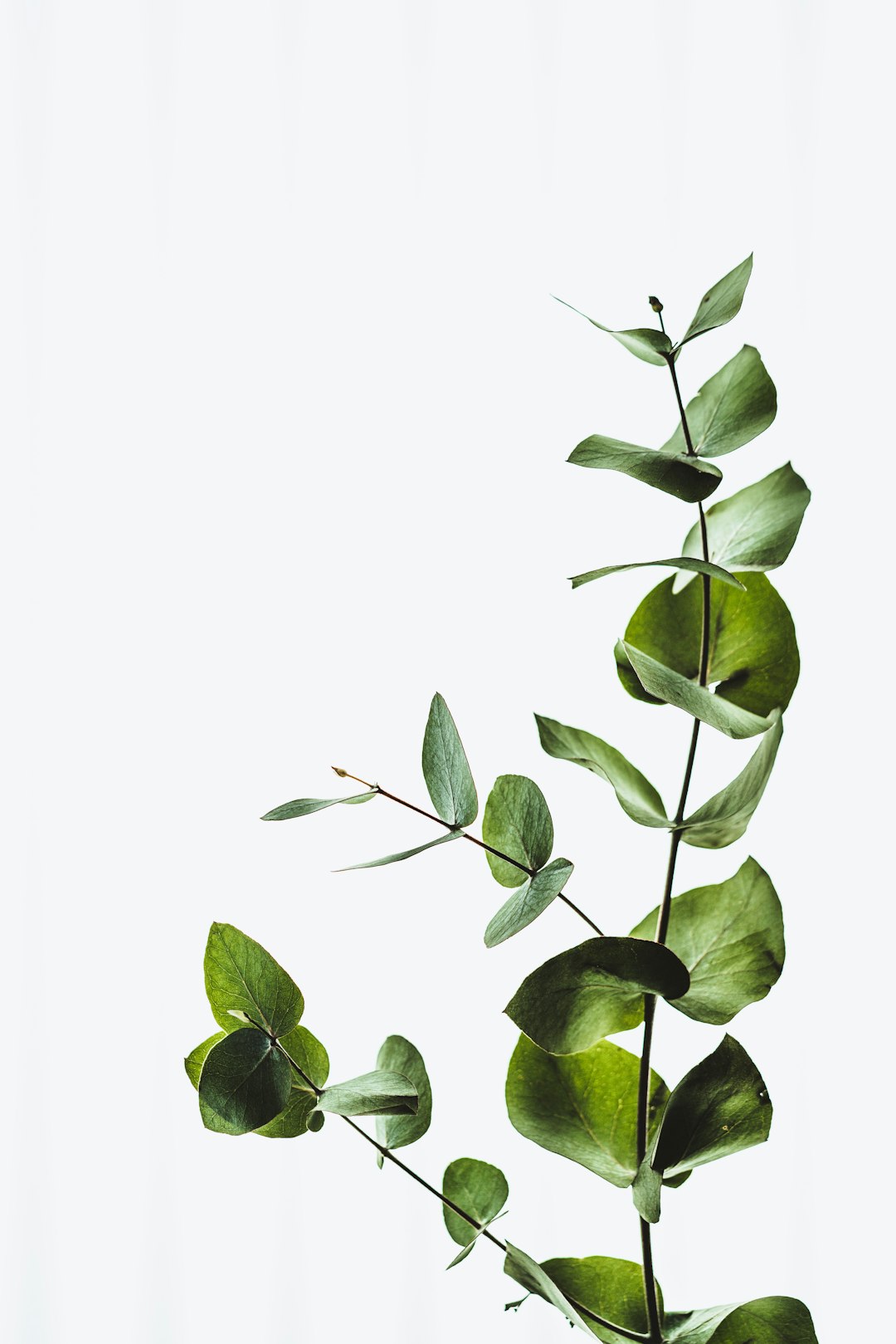 Olive Green: Nature's Embrace (image credits: unsplash)