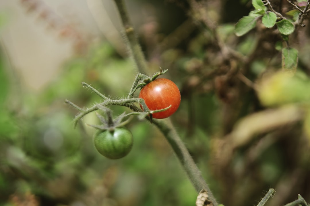 Why Container Tomatoes Go Absolutely Wild (image credits: unsplash)