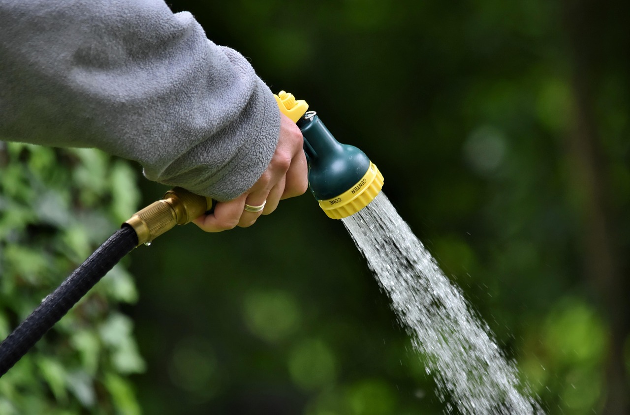 Watering Wars: The Daily Battle (image credits: pixabay)
