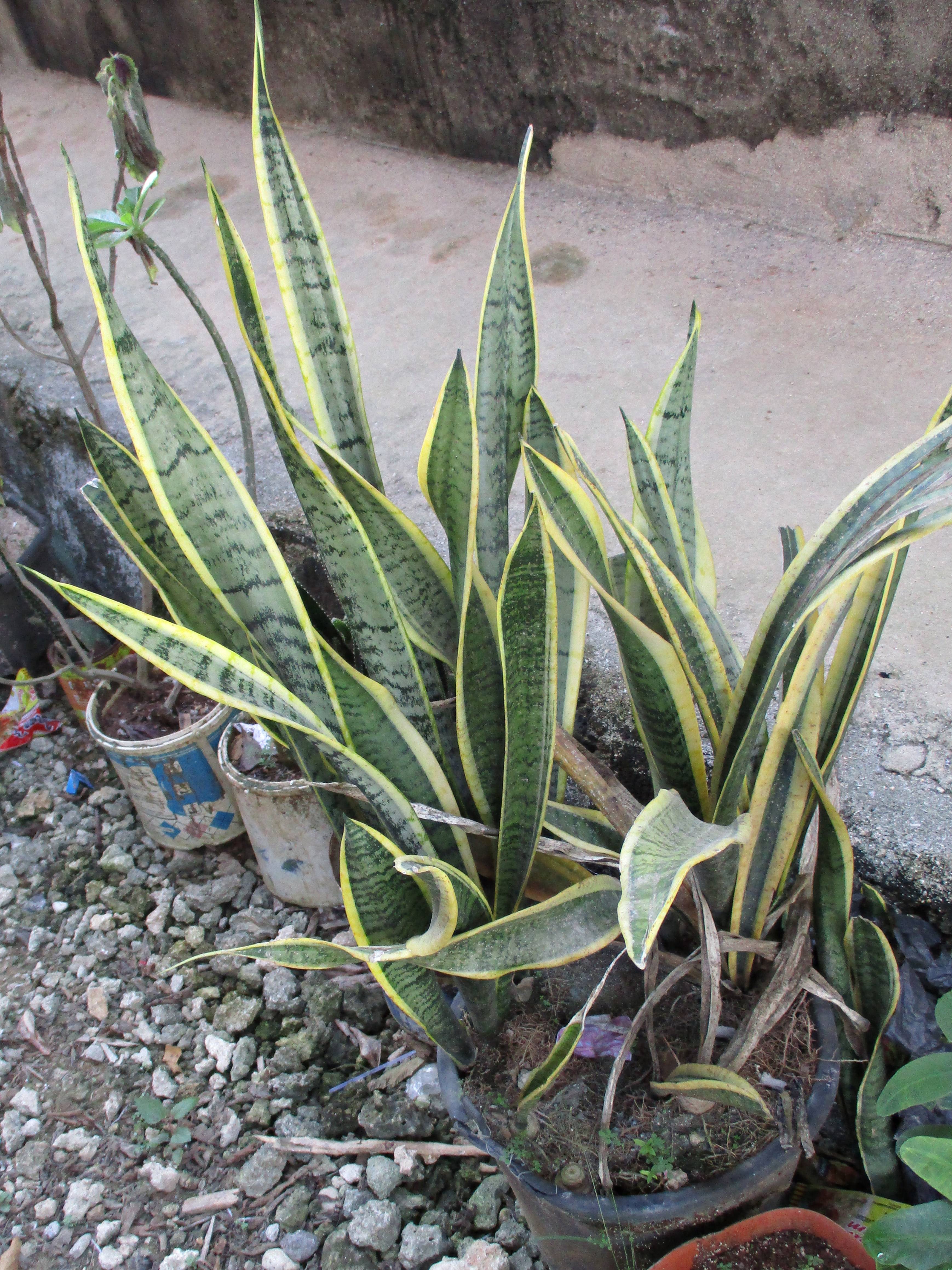 Snake Plant (Sansevieria) (image credits: wikimedia)