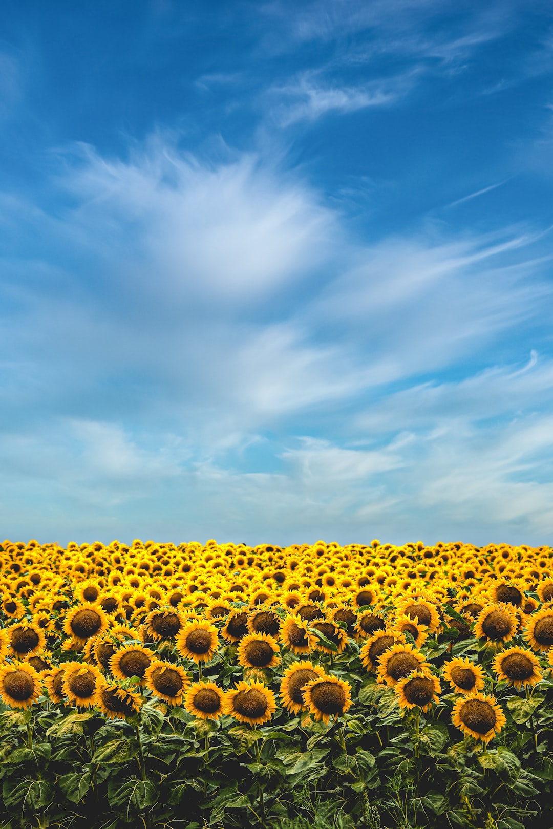 The Power of Sunflowers (image credits: unsplash)