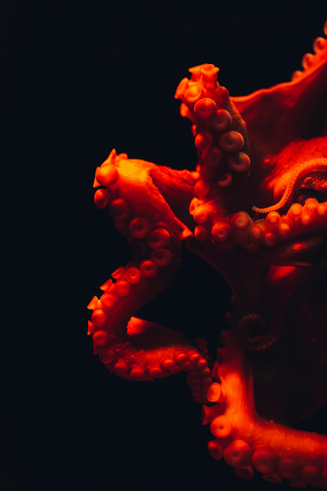 The Surprising Intelligence of Octopuses (image credits: unsplash)