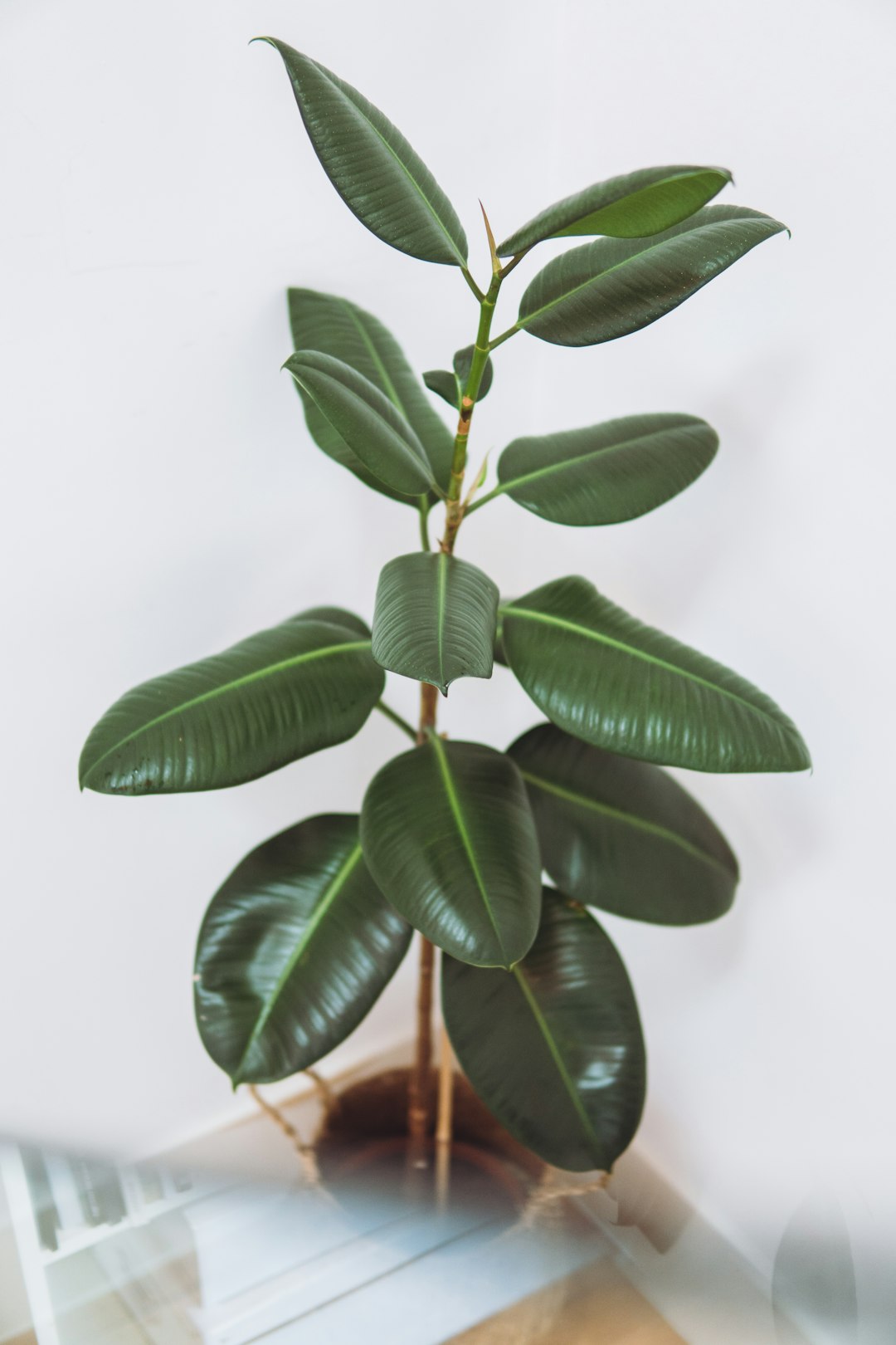 Rubber Plant (Ficus elastica) (image credits: unsplash)