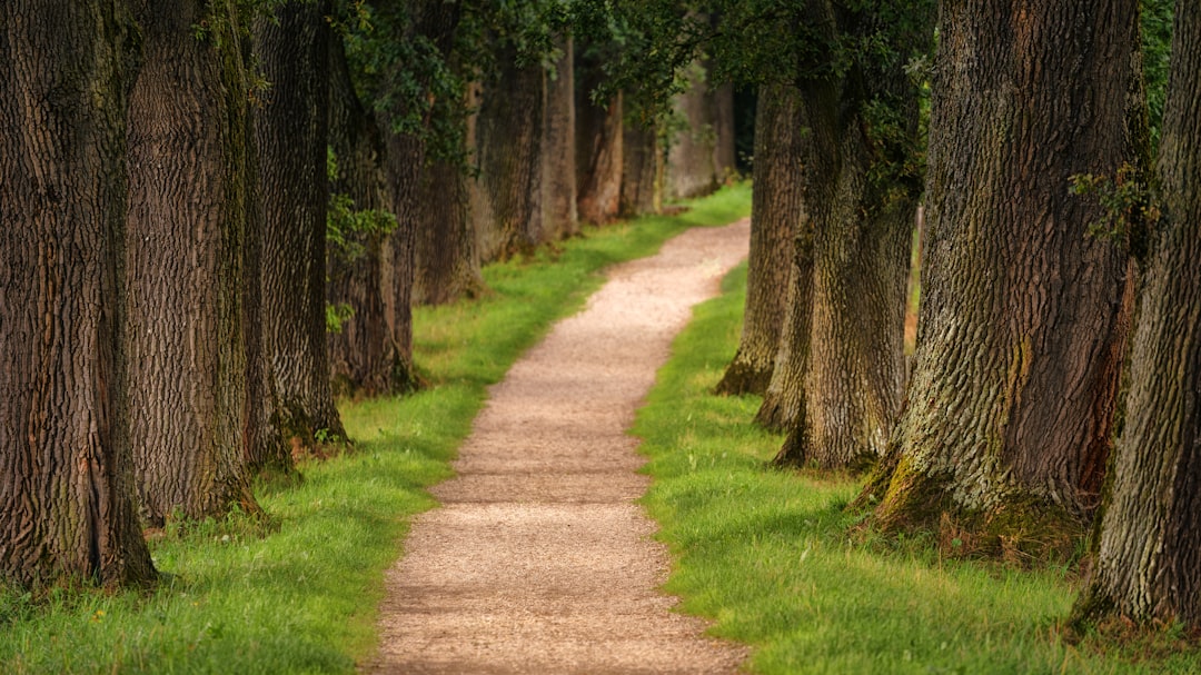 Garden Pathways with Stepping Stones (image credits: unsplash)