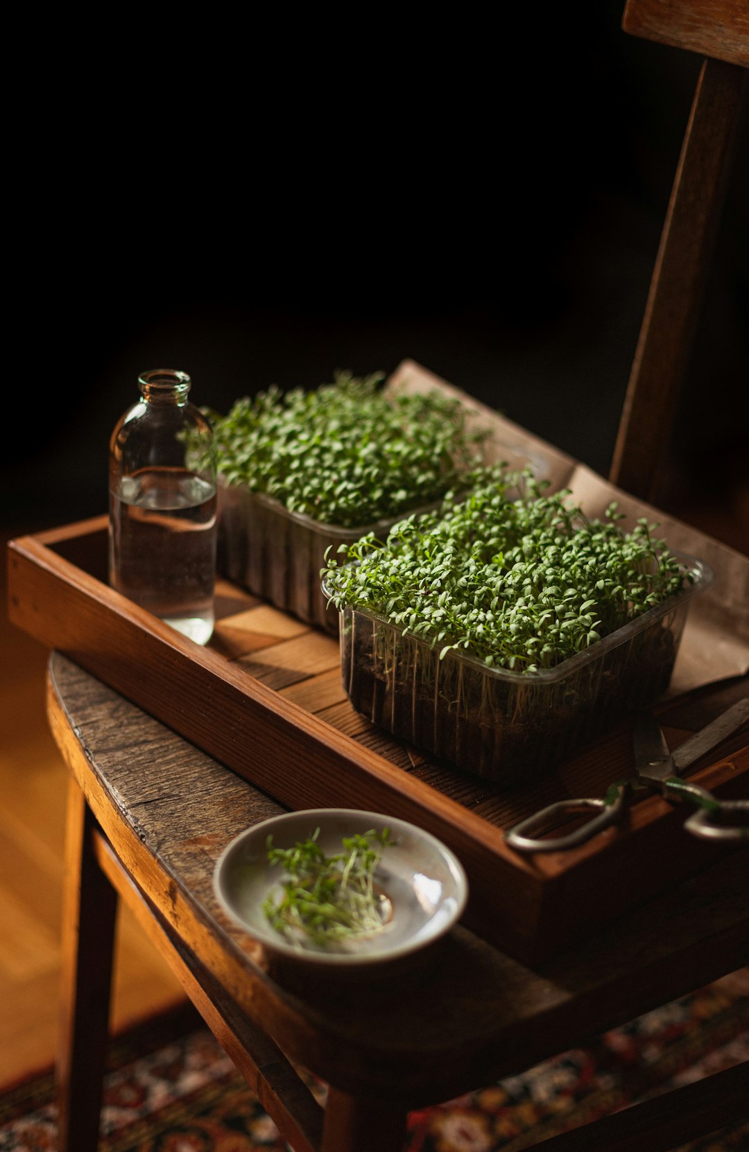 Microgreens: Maximum Nutrition in Minimal Space (image credits: unsplash)