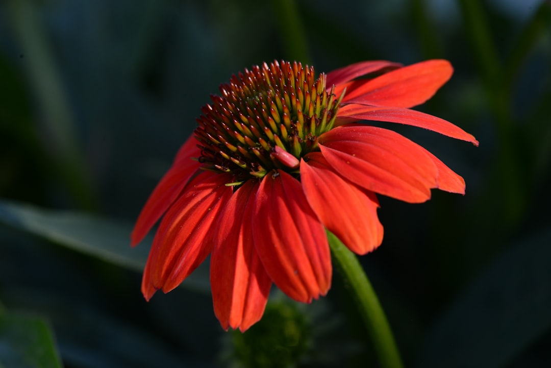 Native Plants Are Making a Comeback (Finally!) (image credits: unsplash)