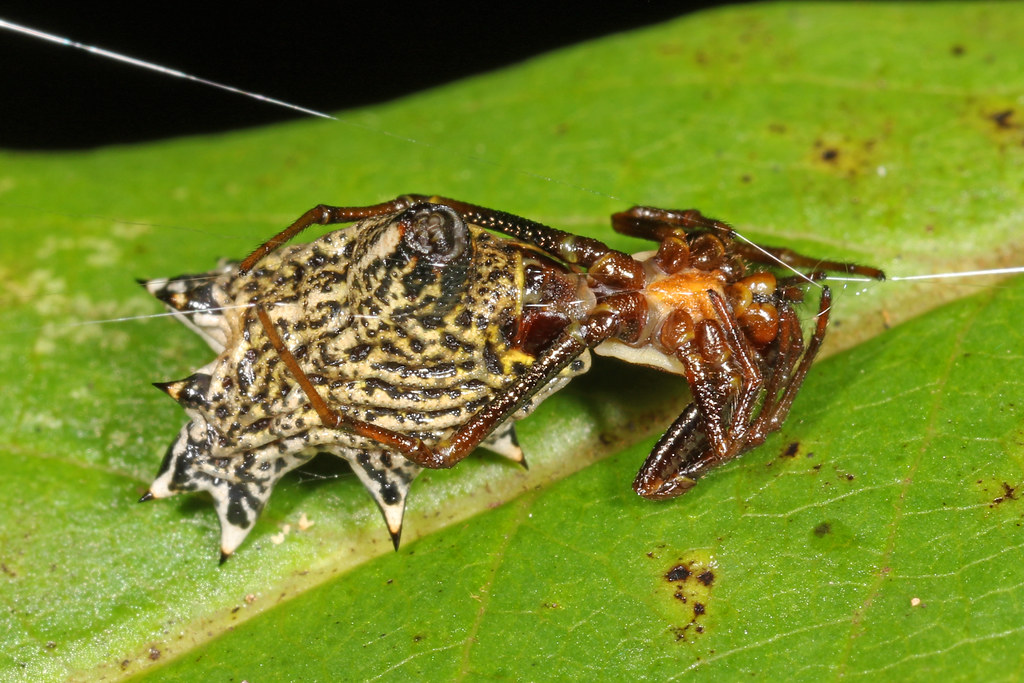 The Personality Traits of Garden Bugs (image credits: flickr)