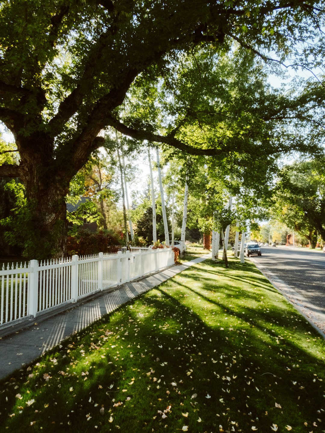 When Fences Actually Make Neighborhoods Less Friendly (image credits: unsplash)