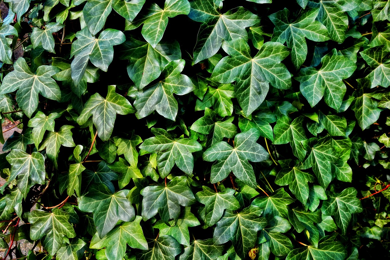 English Ivy: Cascading Calm (image credits: pixabay)