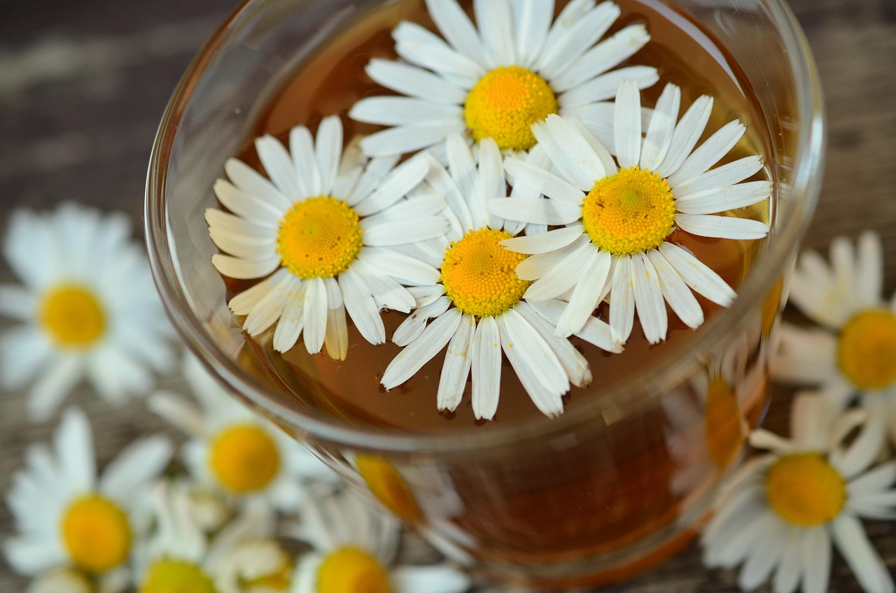 Chamomile (Potted): Nature’s Gentle Sleep Aid (image credits: pixabay)