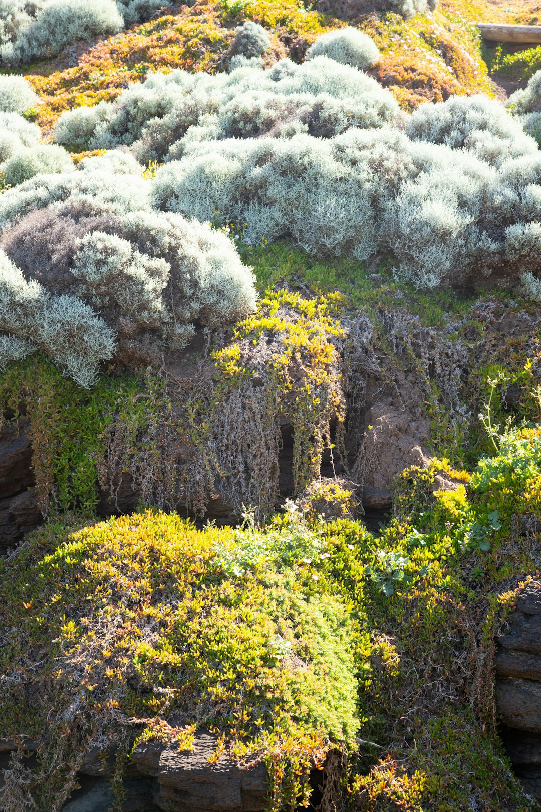 Native Plants Are Your Secret Weapon (image credits: unsplash)