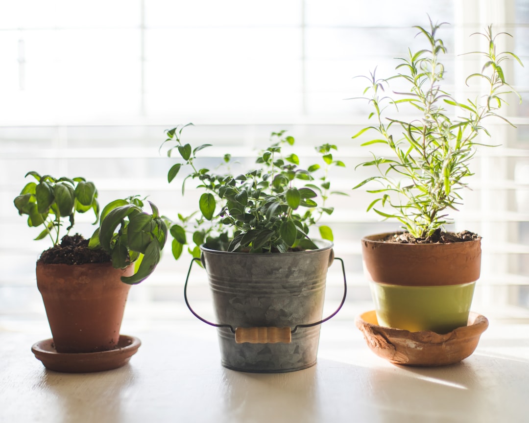 Herb-Growing Mastery: The Kitchen Essentials (image credits: unsplash)