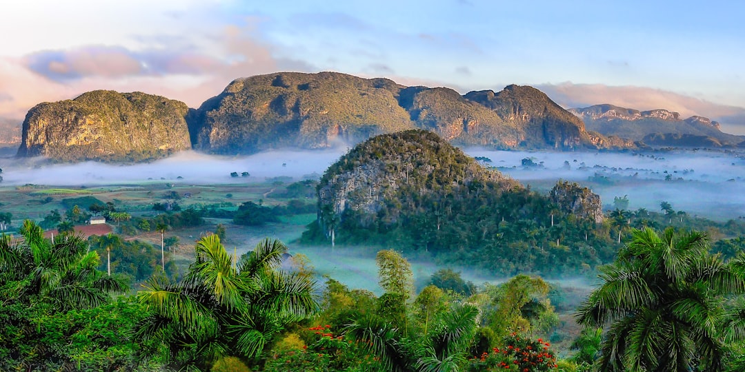 Natural Landscaping (image credits: unsplash)