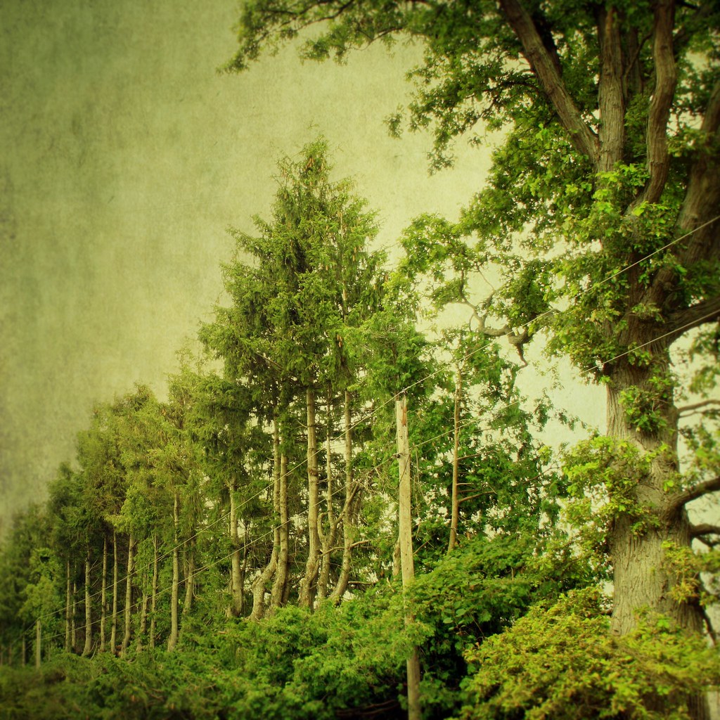 The Speed of Plant Gossip Will Shock You (image credits: flickr)