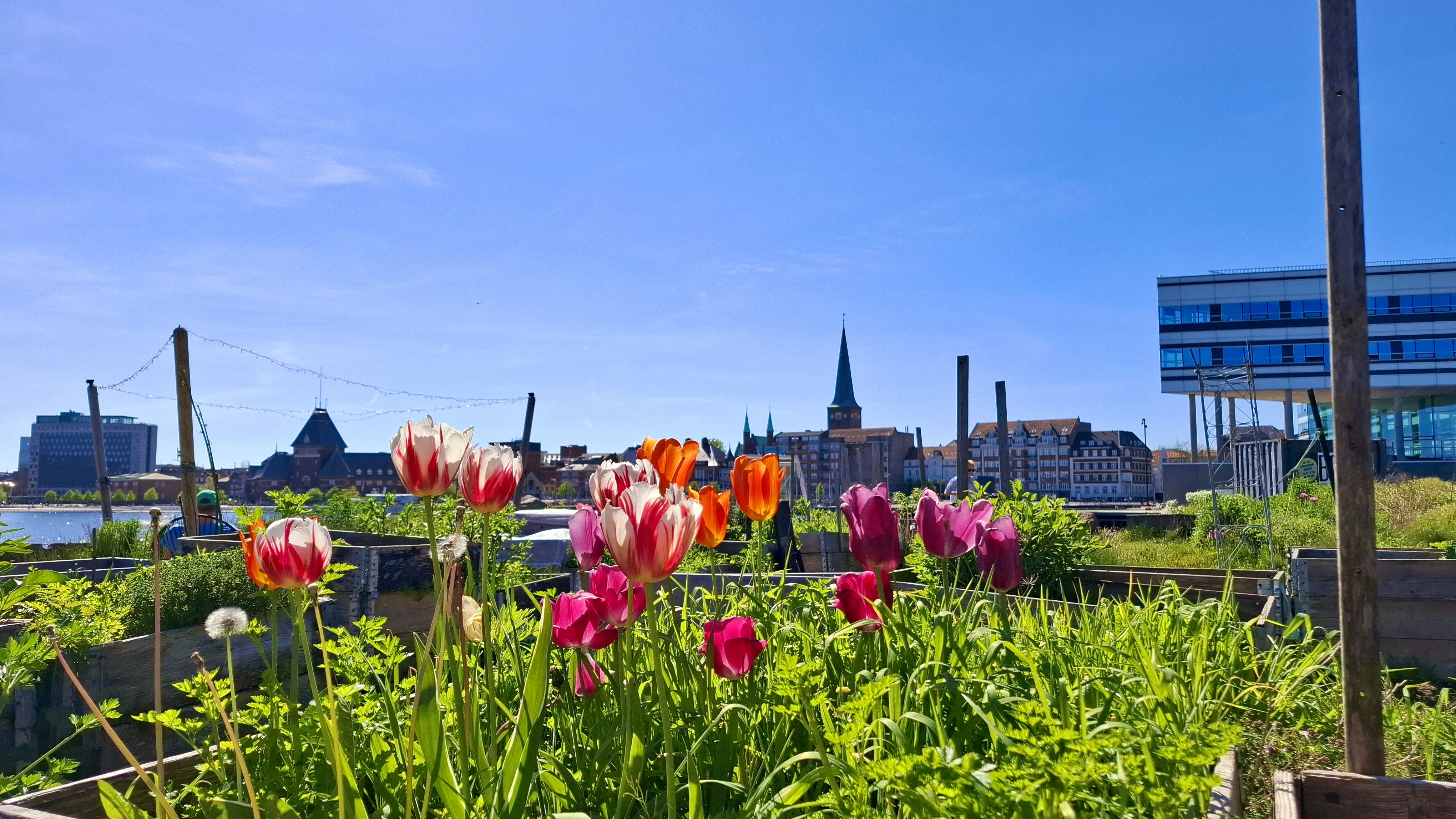 The Ripple Effect of Green Spaces (image credits: wikimedia)