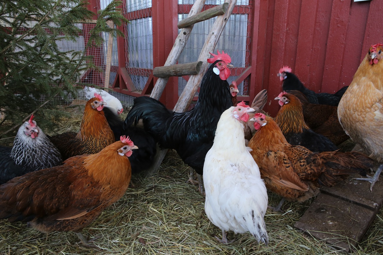 Chicken Coops in Urban Settings (image credits: pixabay)