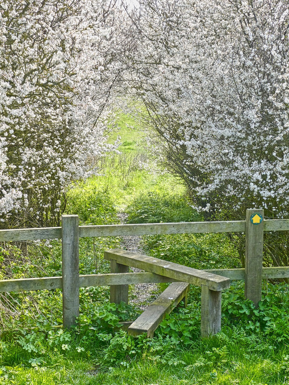 The Ownership Paradox (image credits: pixabay)