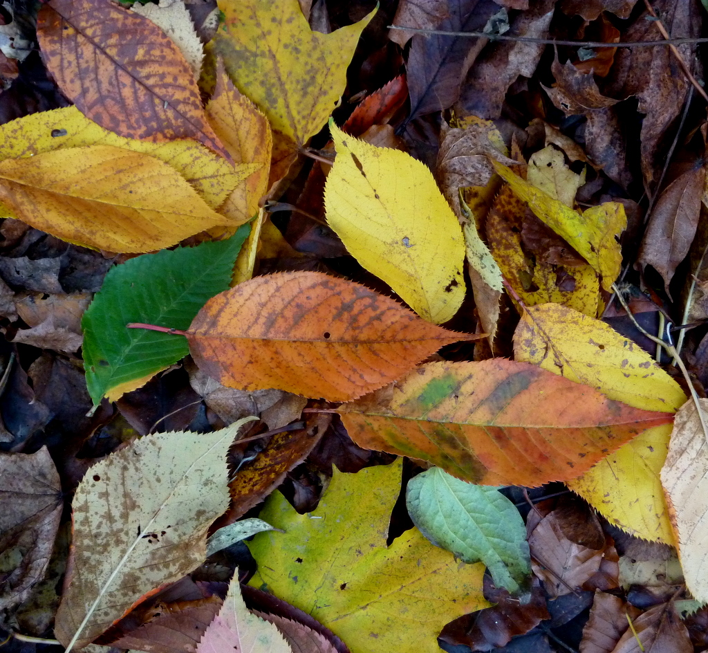 The Leave the Leaves Movement Is Changing Fall Cleanup Forever (image credits: flickr)