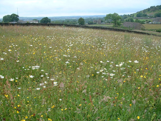 The Environmental Case for Going Wild (image credits: wikimedia)