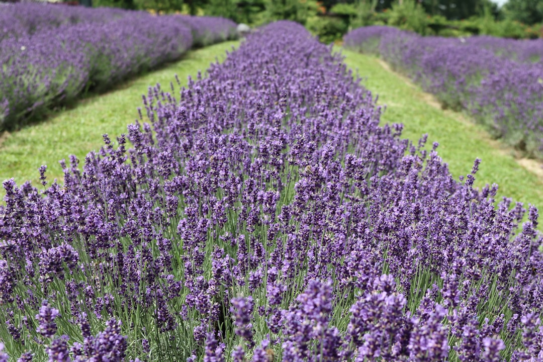 Lavender (Lavandula angustifolia) (image credits: unsplash)