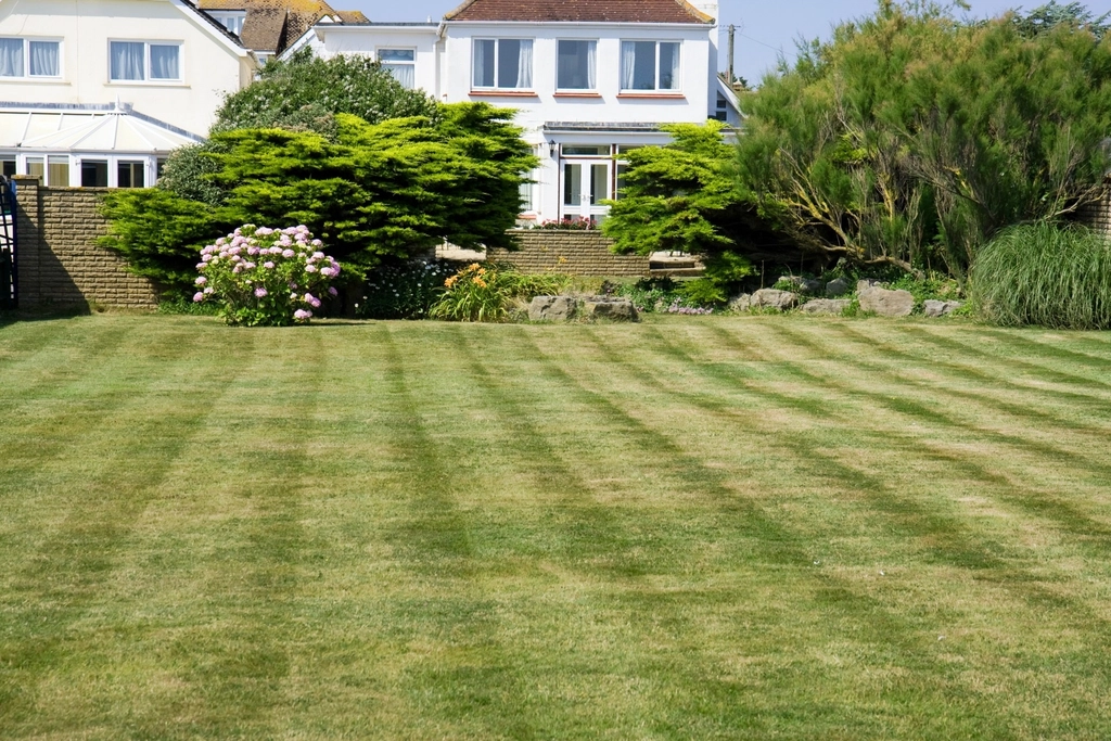 The Scientific Debate: Does No Mow May Really Help? (image credits: rawpixel)