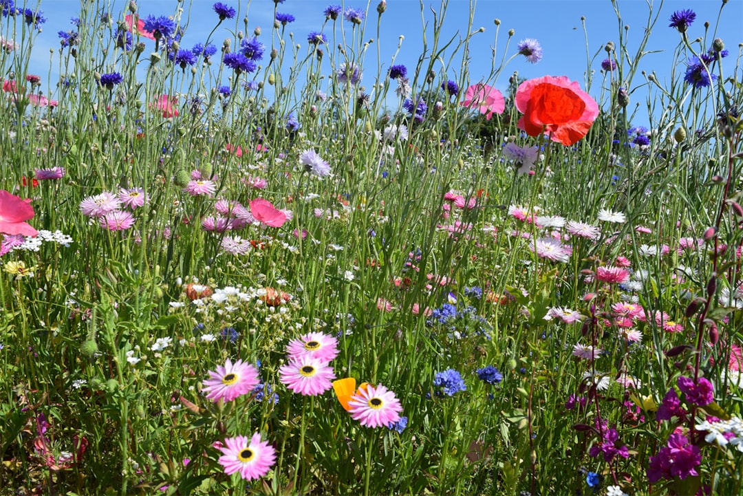 The Growing Rebellion Against Perfect Lawns (image credits: unsplash)