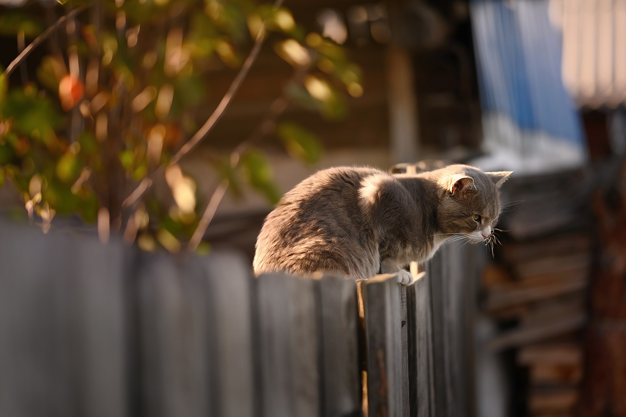 Disregarding Fence Height Regulations (image credits: pixabay)
