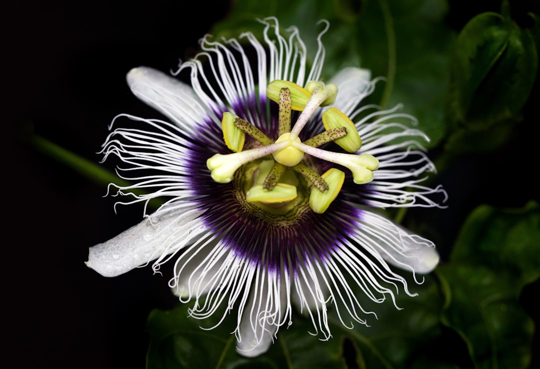 Passionflower (Passiflora incarnata) (image credits: unsplash)
